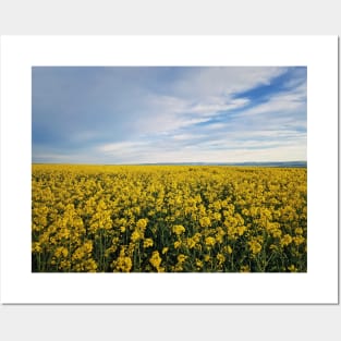 Rapeseed field Posters and Art